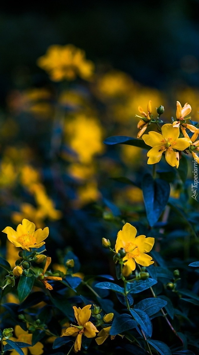 Żółte kwiaty z pąkami