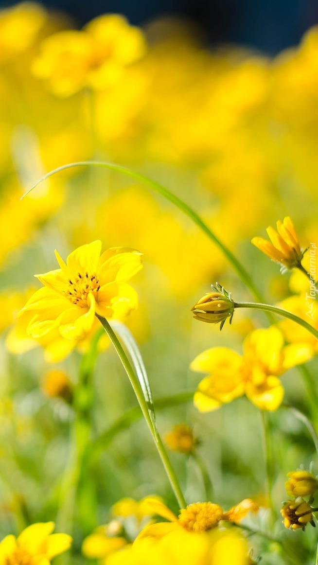 Żółte łąkowe kwiaty na rozmytym tle