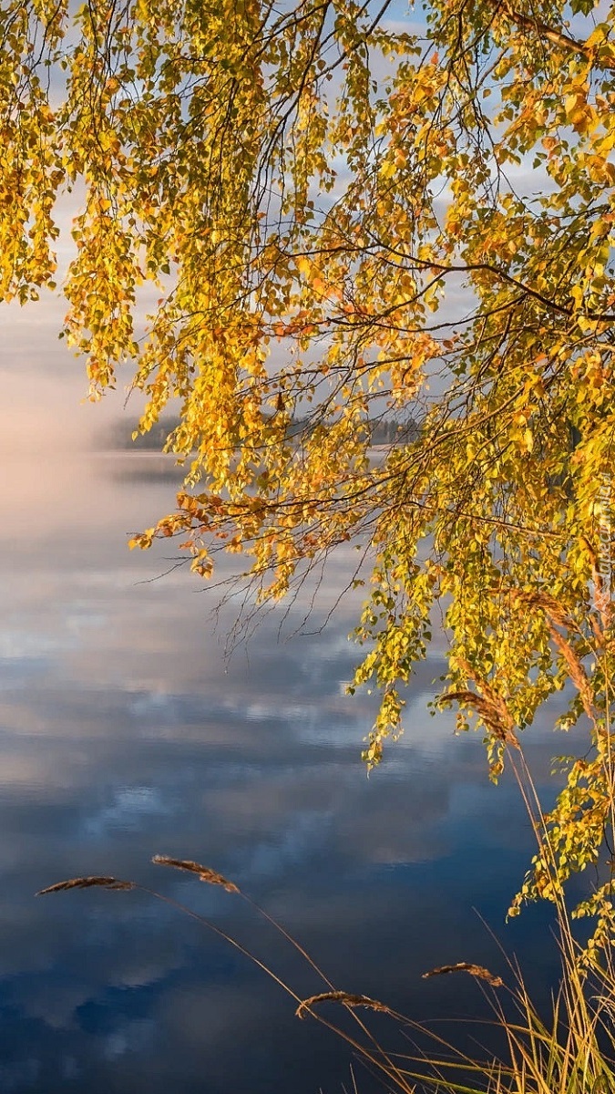Żółte liście brzozy nad jeziorem