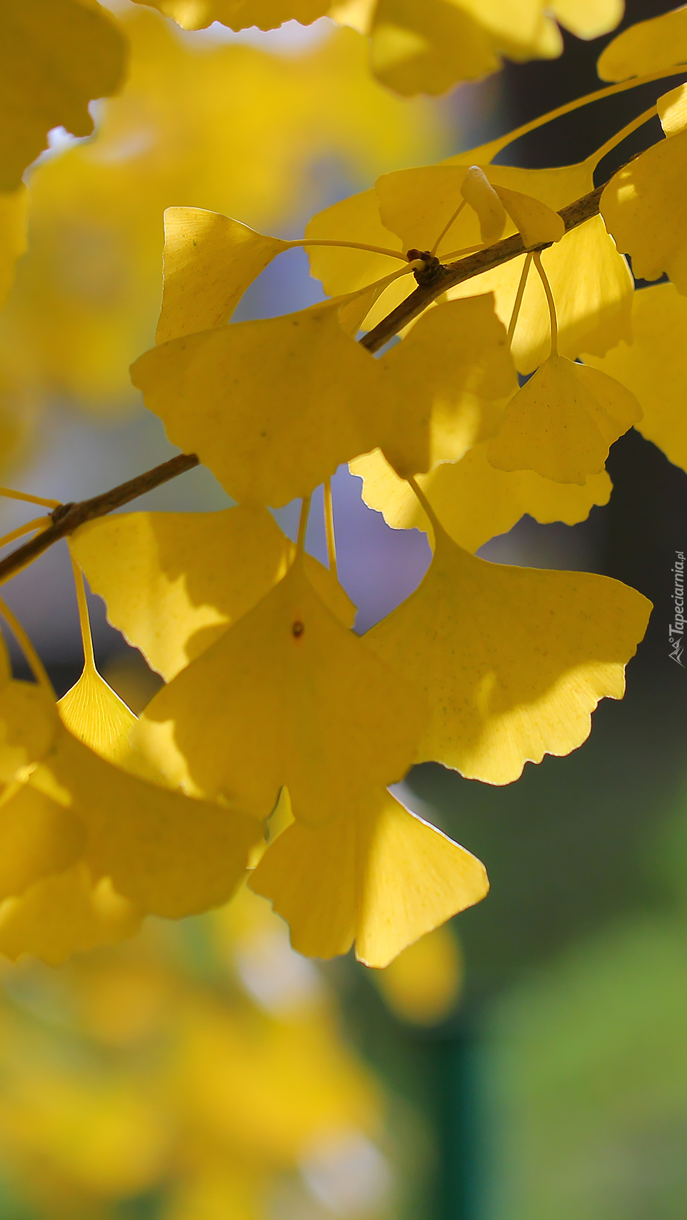Żółte liście miłorzębu japońskiego