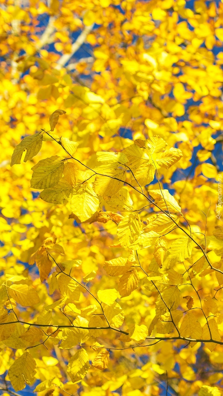 Żółte liście na jesiennym drzewie