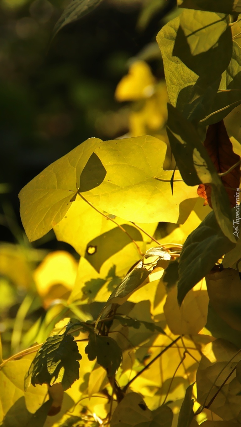 Żółte liście pnącza