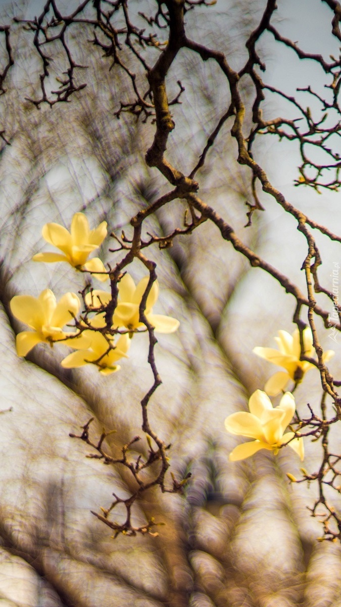 Żółte magnolie