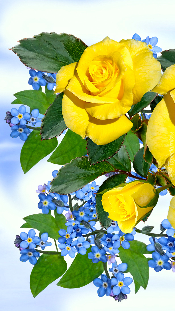 Żółte róże i niezapominajki w 2D
