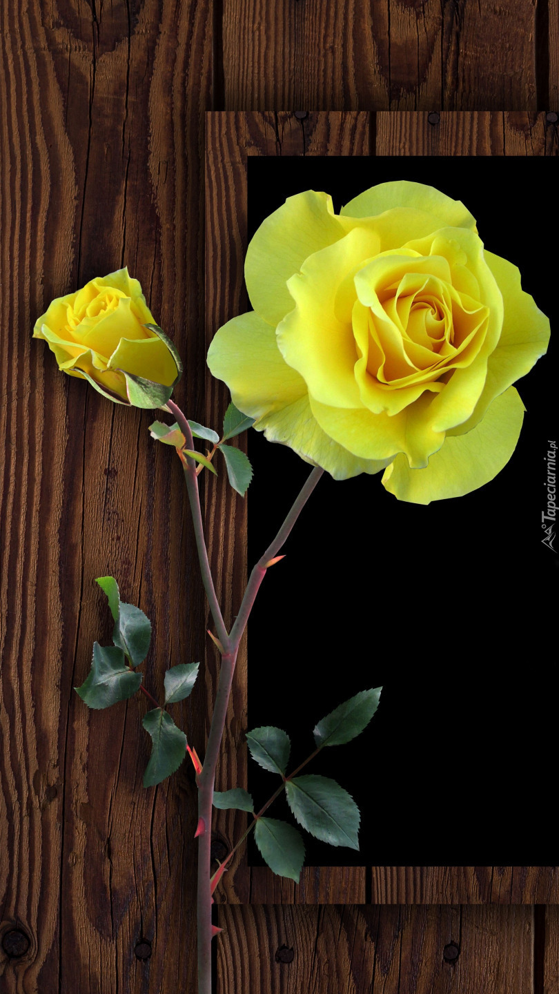 Żółte róże na ramce