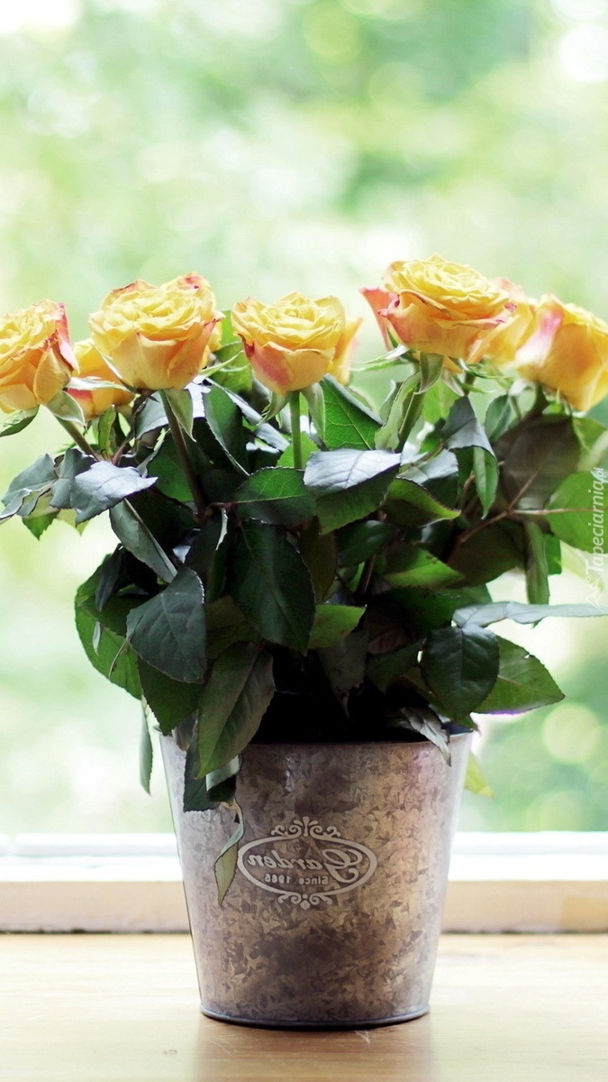 Żółte róże w donicy na parapecie