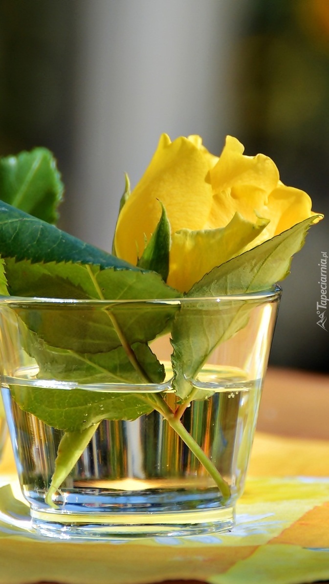 Żółte róże w szklance z wodą