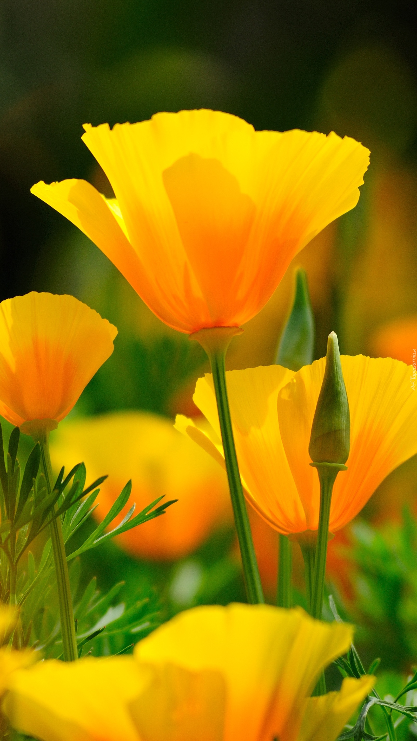 Żółte rozwinięte kwiaty i pąki