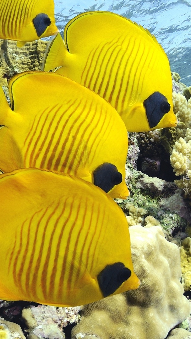 Żółte ryby w oceanie