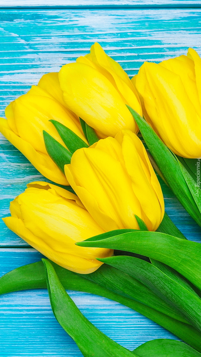 Żółte tulipany