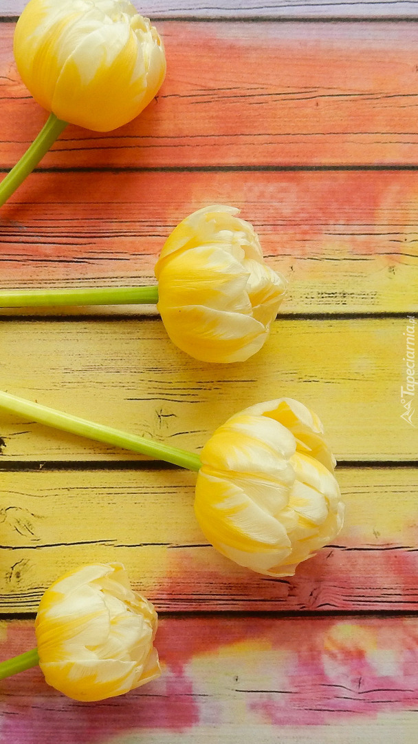 Żółte tulipany na kolorowych deskach