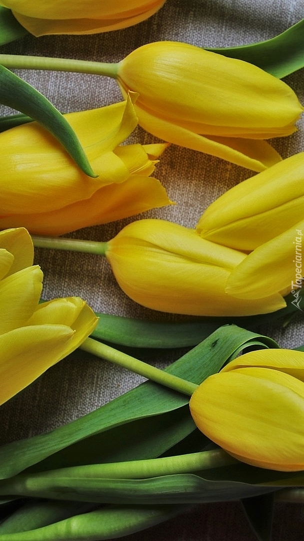 Żółte tulipany na szarej tkaninie