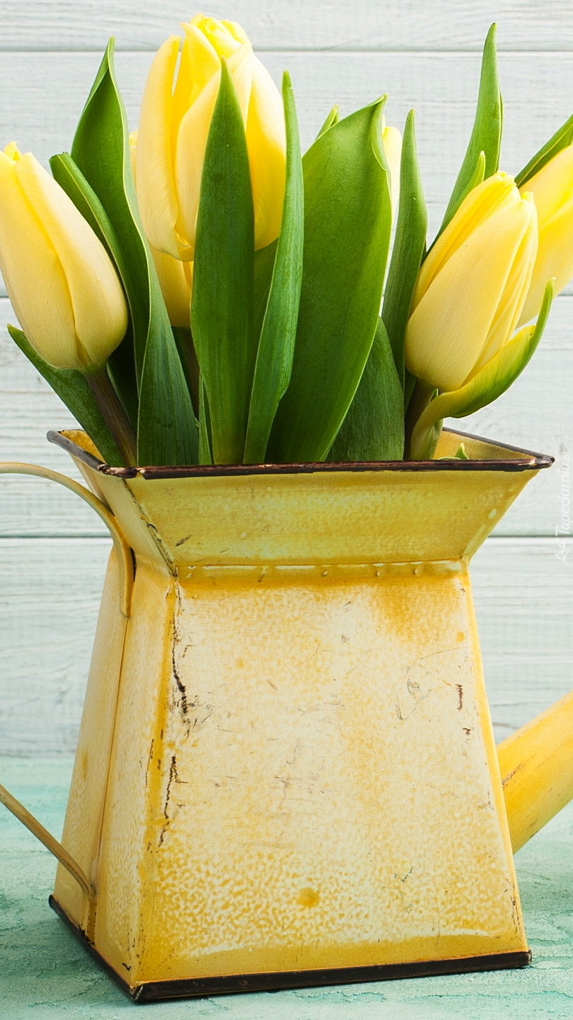 Żółte tulipany w konewce
