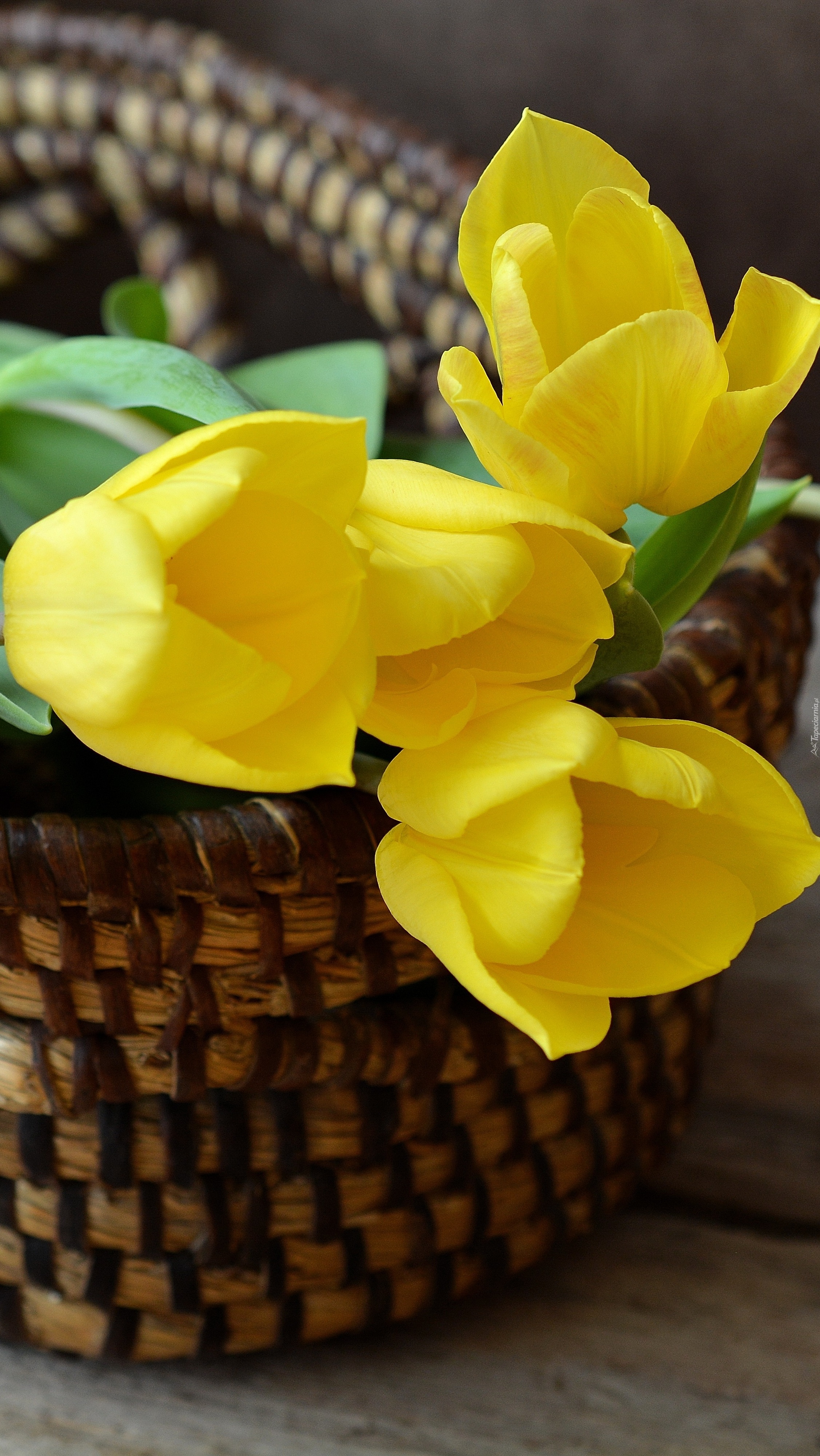 Żółte tulipany w koszyku