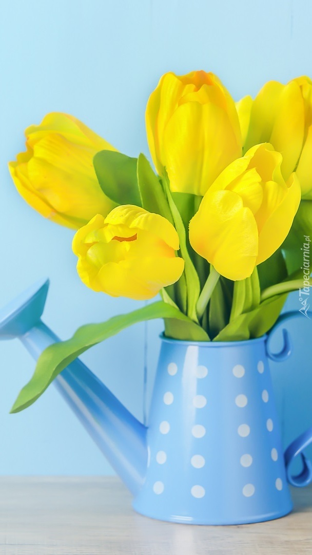 Żółte tulipany w niebieskiej konewce