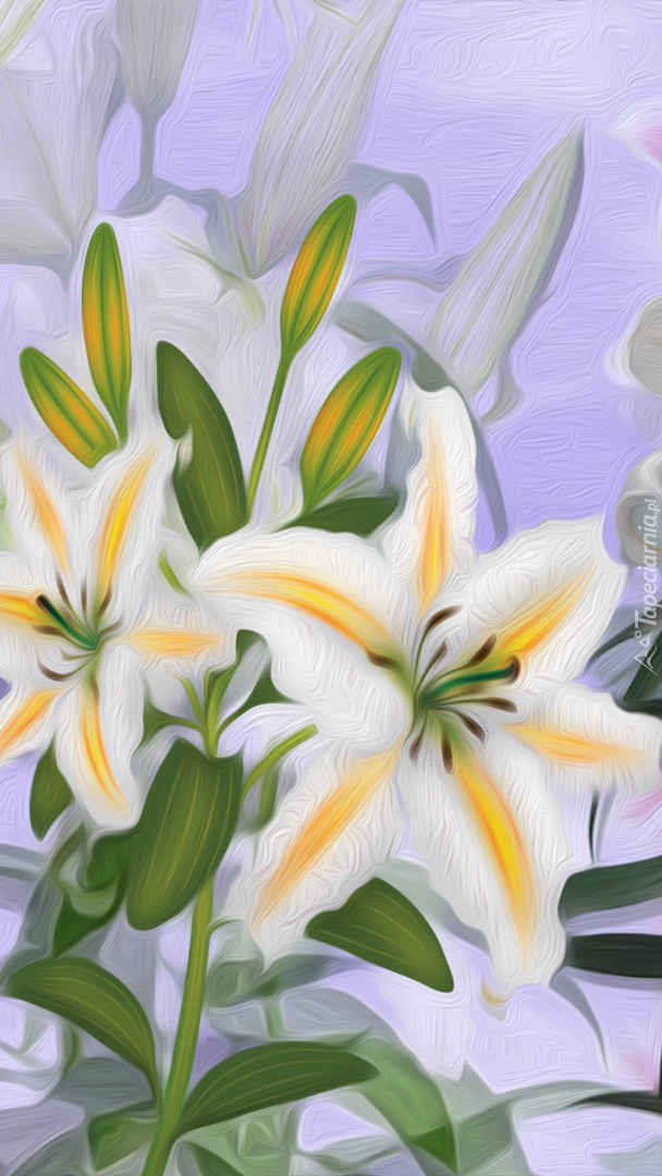 Żółto-białe lilie