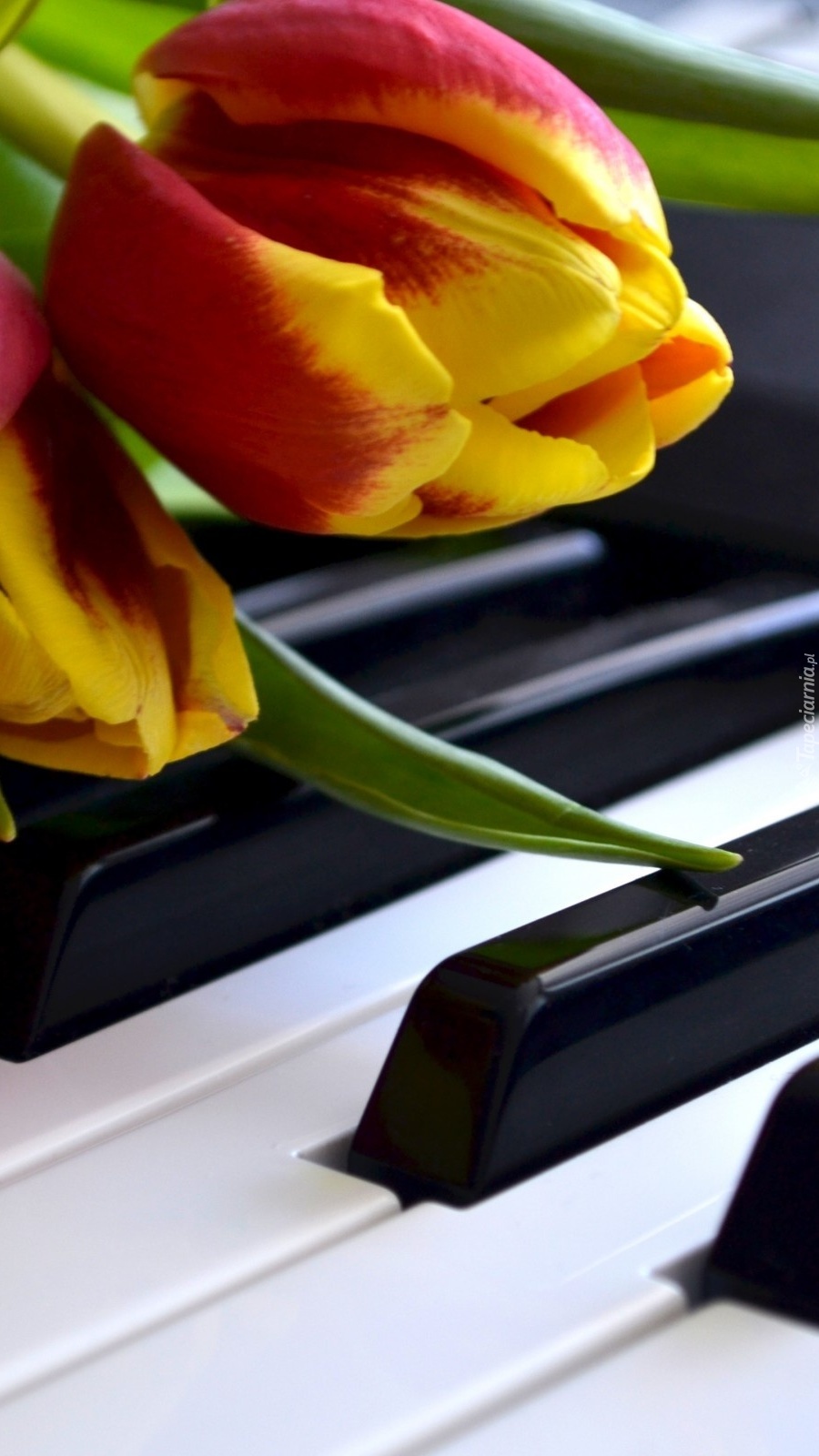 Żółto-czerwone tulipany na klawiszach pianina
