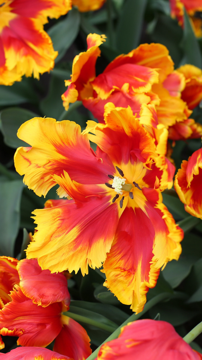 Żółto-czerwone tulipany strzępiaste