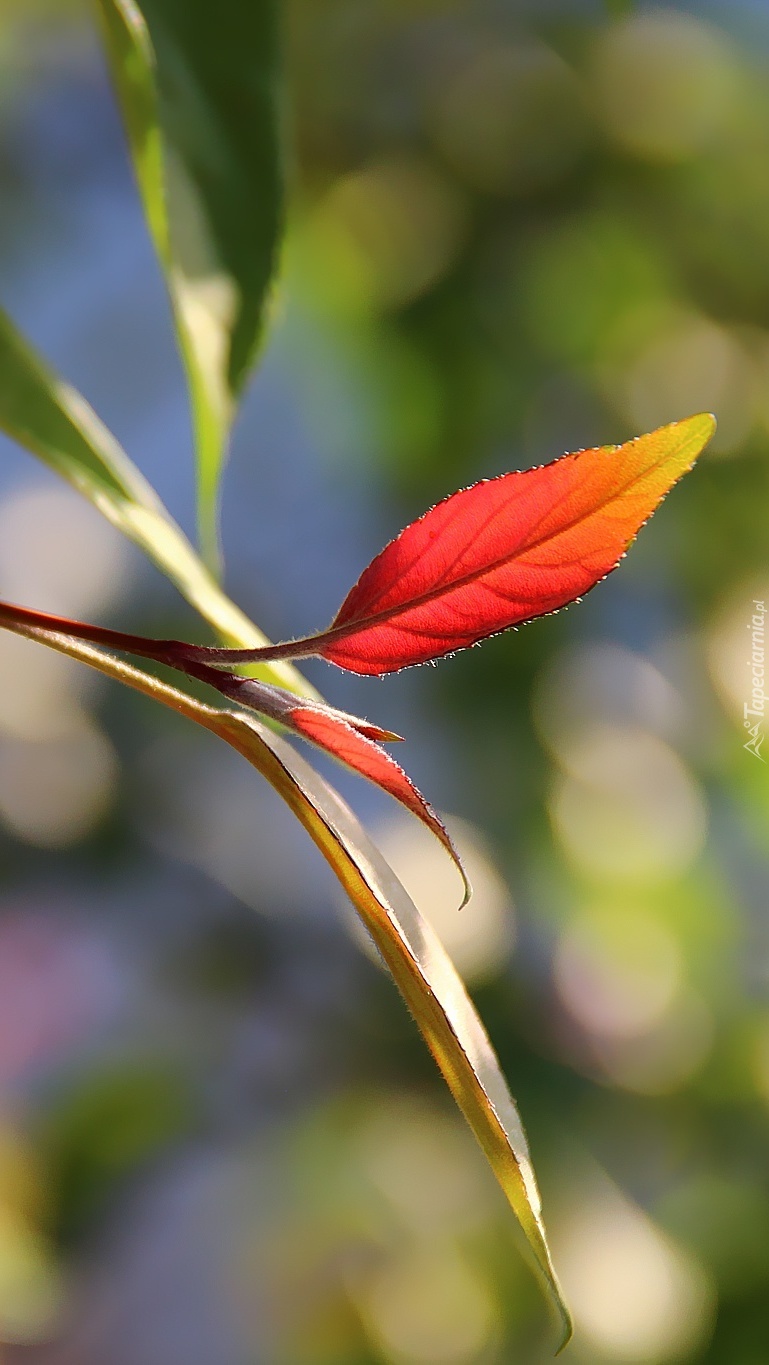 Żółto-czerwony liść na gałązce