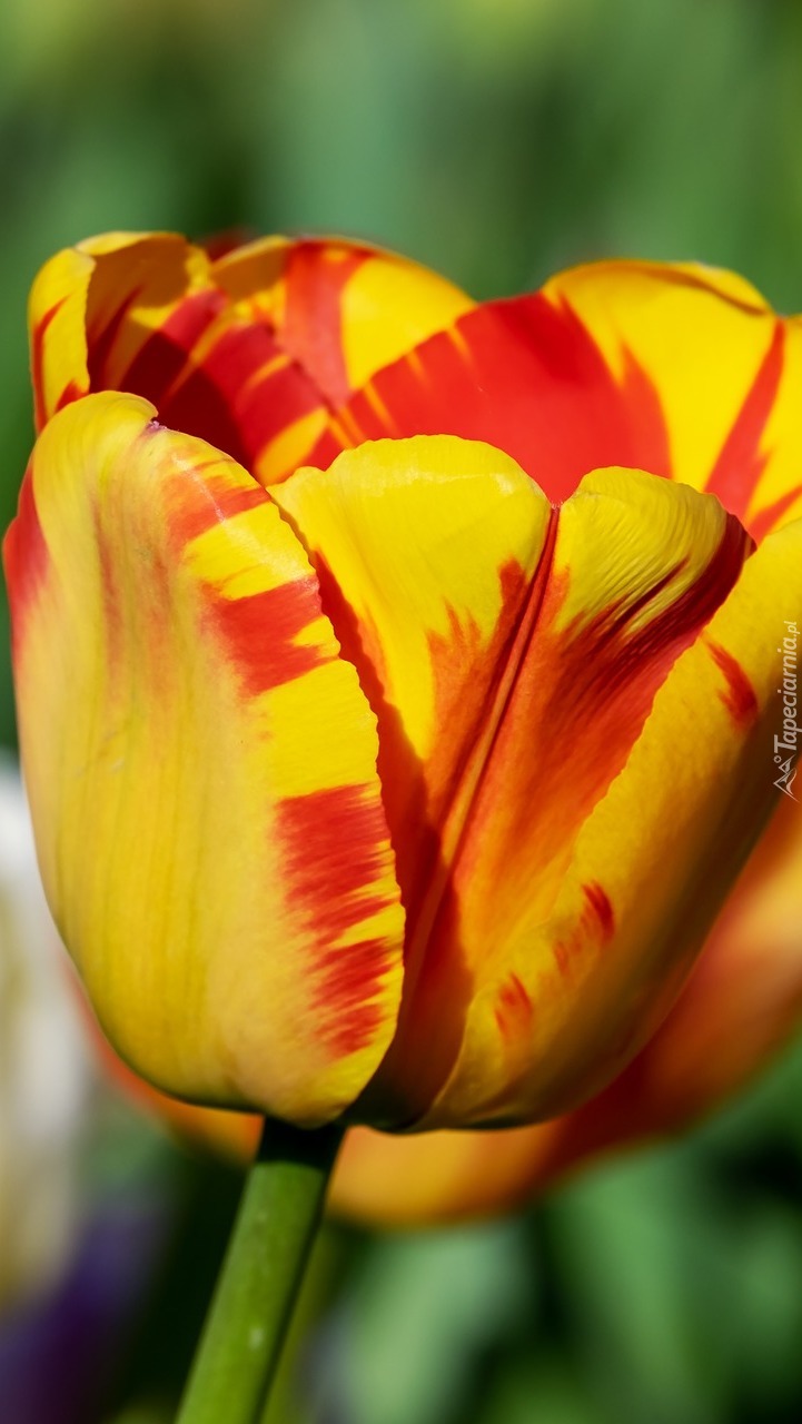 Żółto-czerwony tulipan