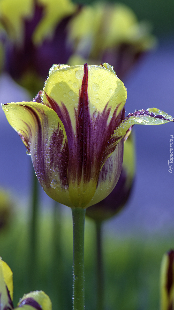 Żółto-fioletowy tulipan