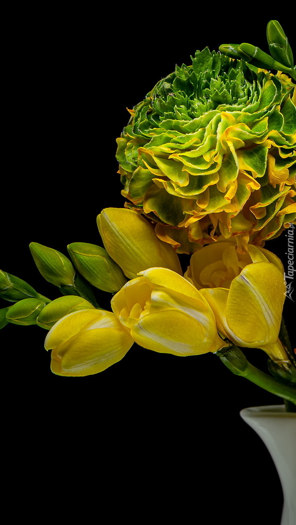 Żółto-zielony kwiat i frezja