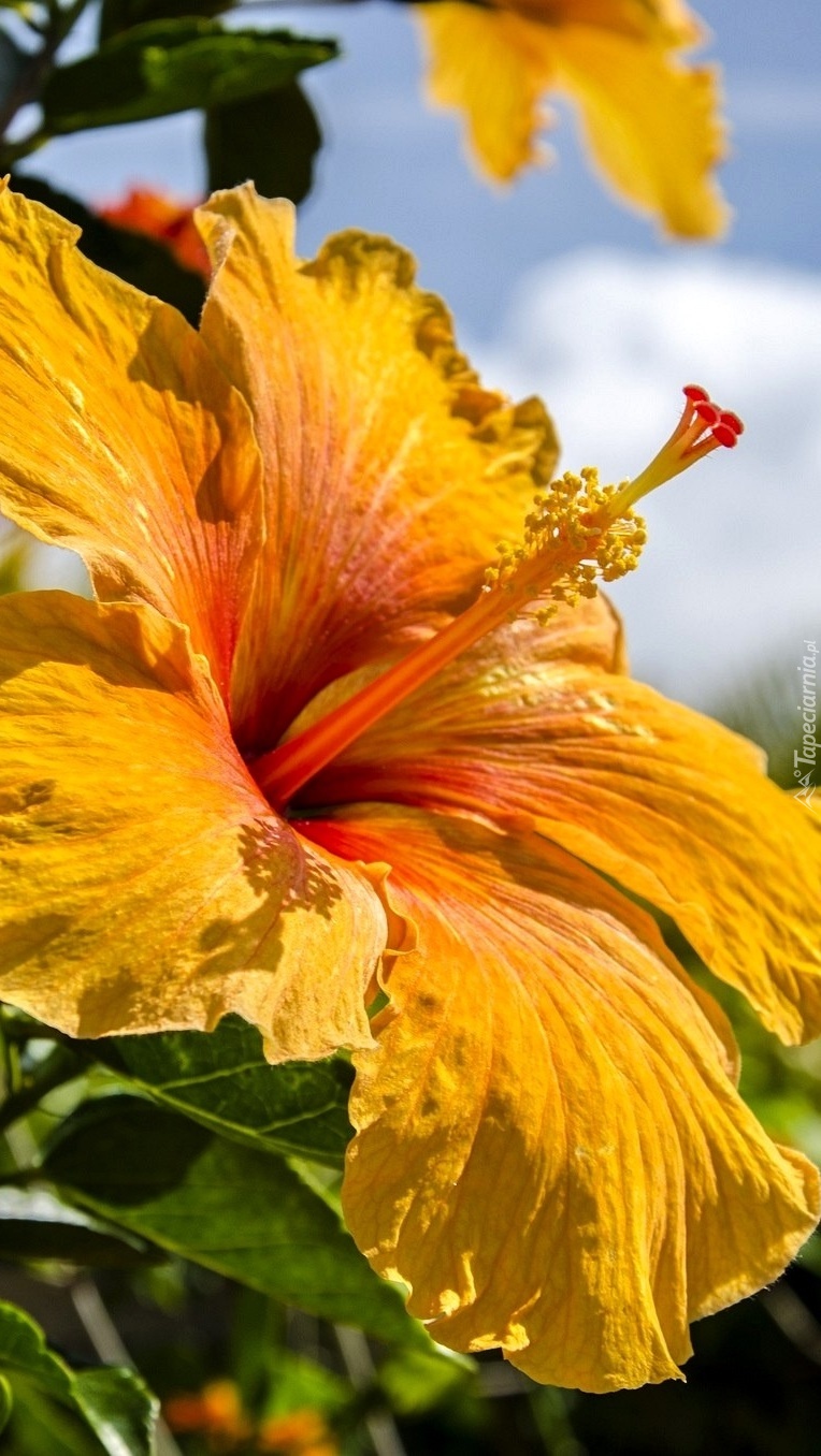 Żółty hibiskus