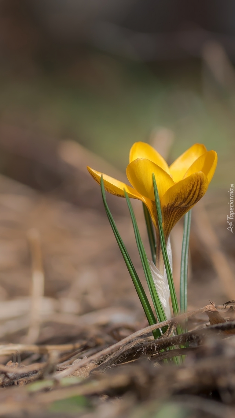 Żółty krokus