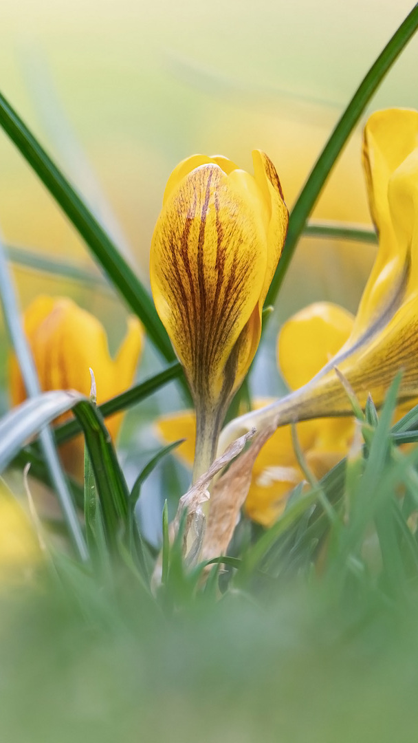 Żółty krokus