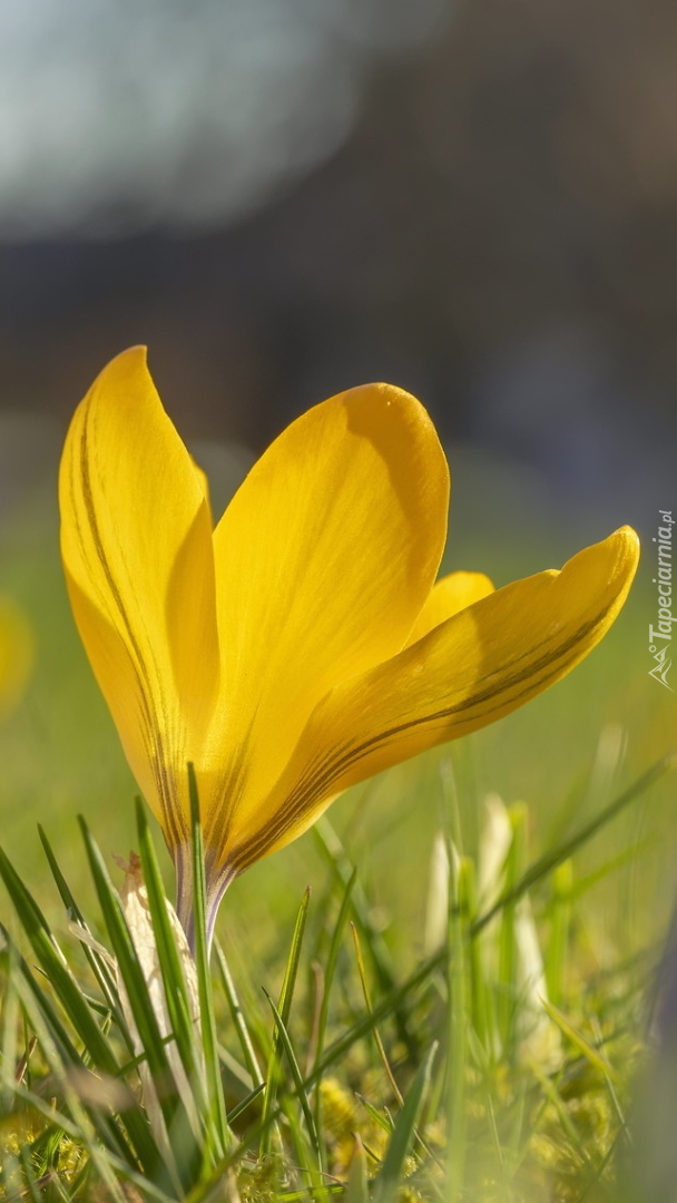 Żółty krokus w słońcu