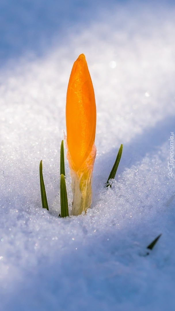 Żółty krokus w śniegu