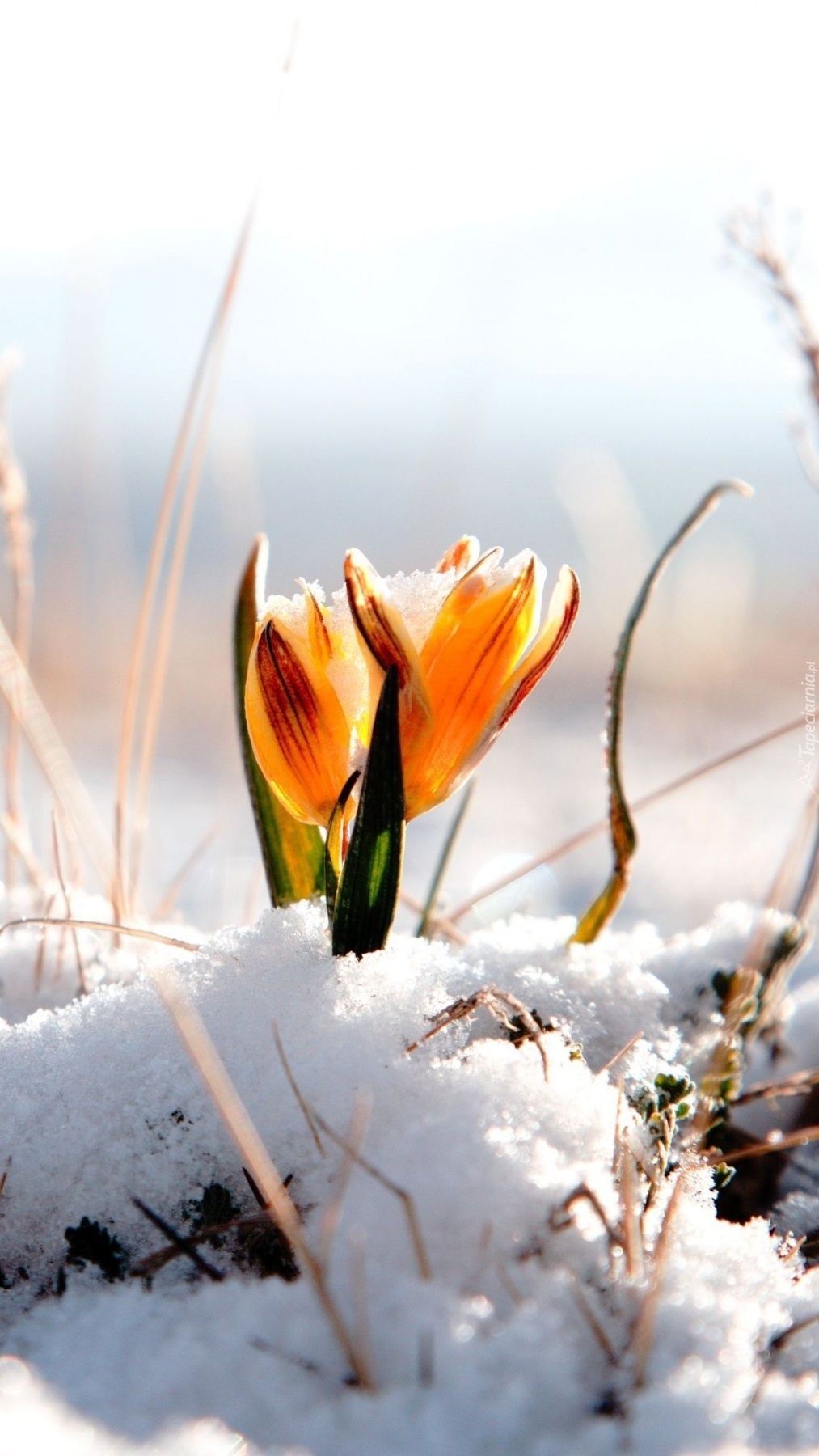 Żółty krokus w śniegu