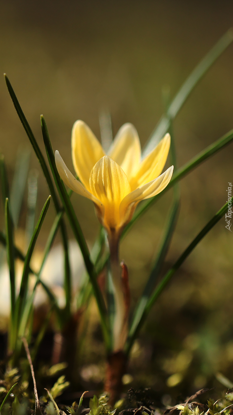 Żółty krokus w zbliżeniu