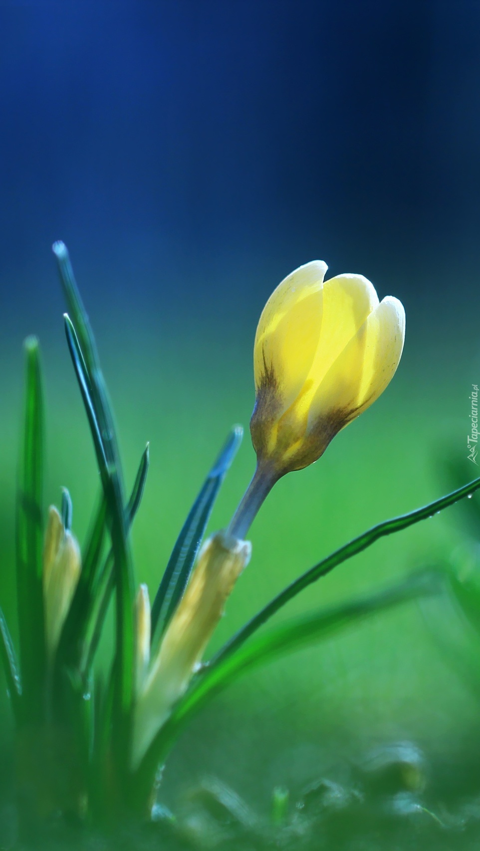 Żółty krokus