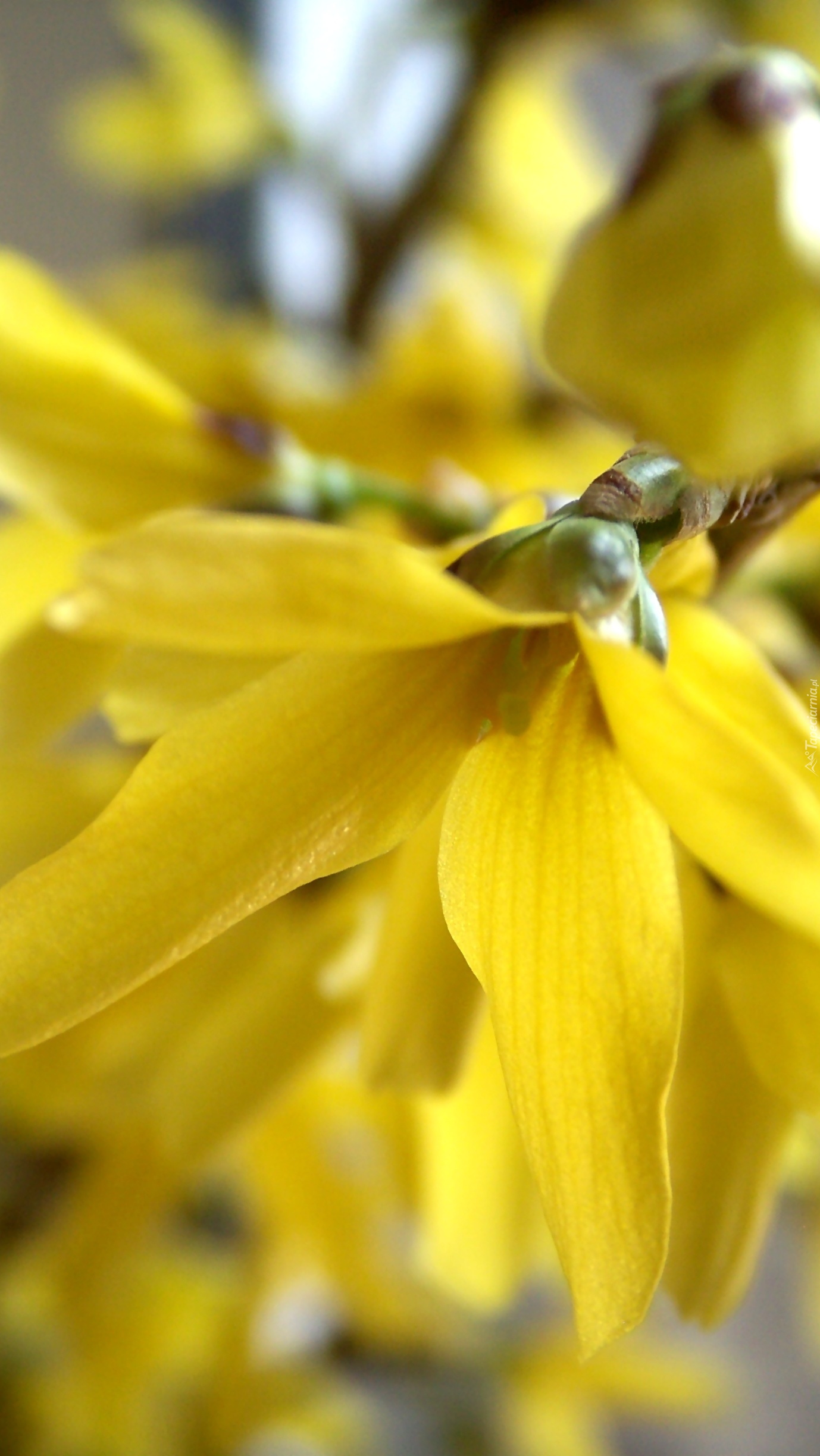 Żółty kwiat forsycji