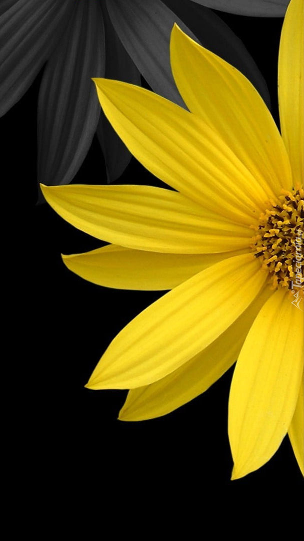Żółty kwiat na czarnym tle