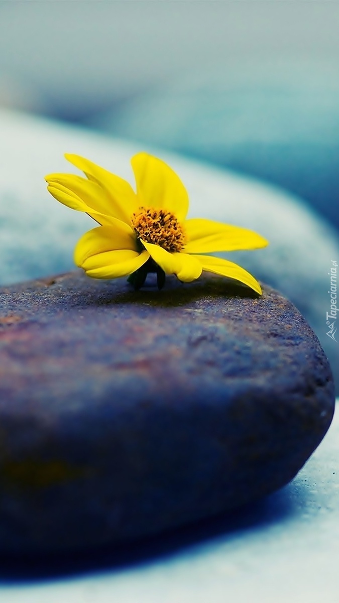 Żółty kwiat na kamieniu