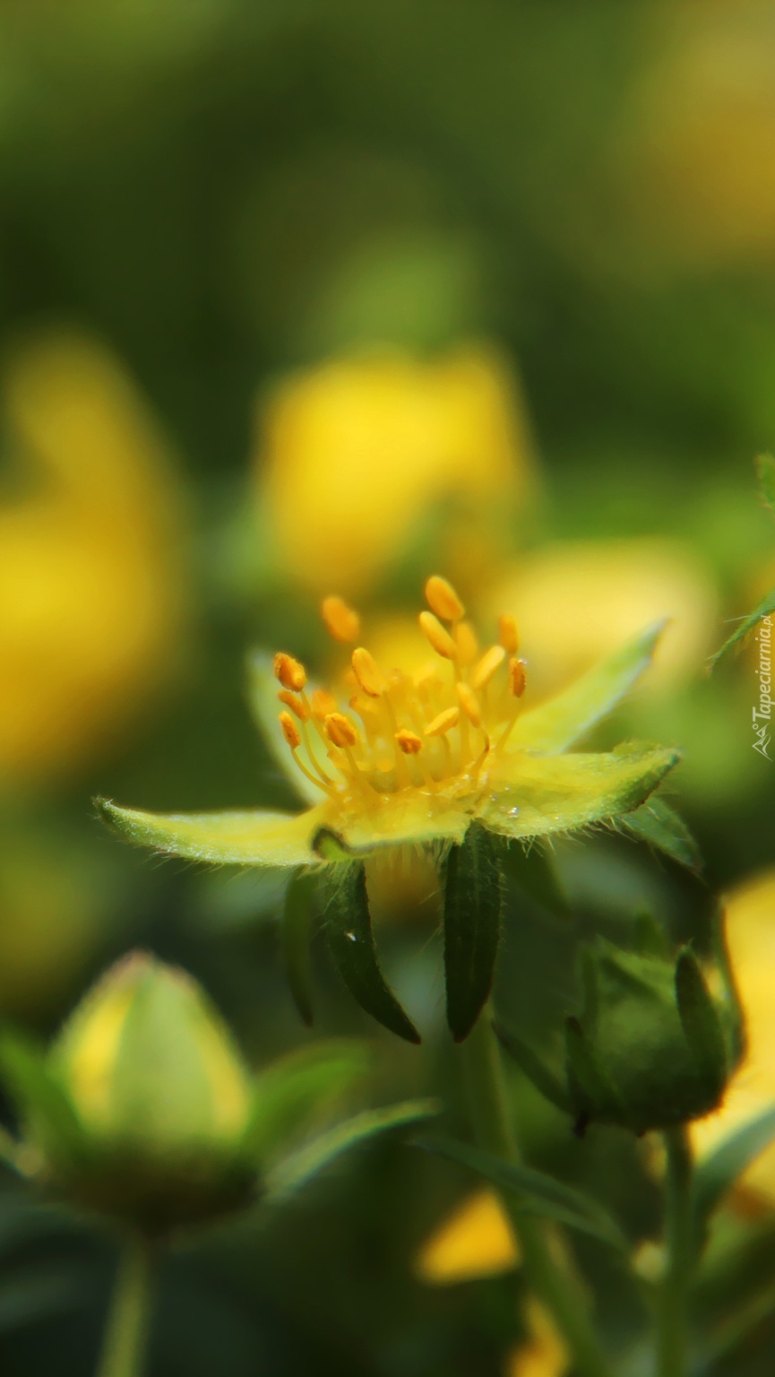 Żółty kwiat na rozmytym tle