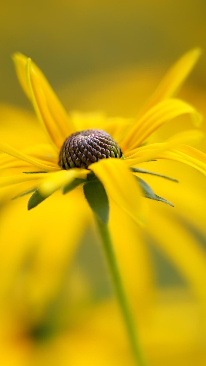 Żółty kwiat rudbekii na rozmytym tle