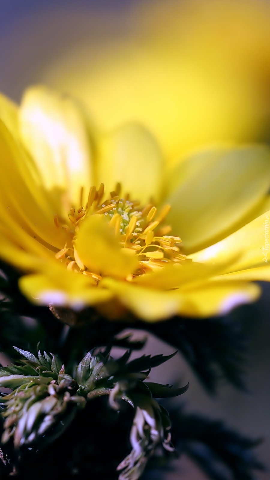 Żółty kwiat w makro