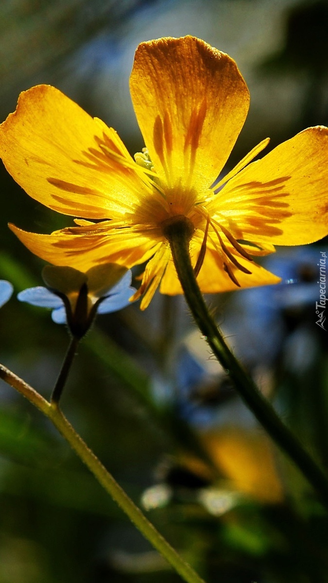 Żółty kwiat w rozmyciu