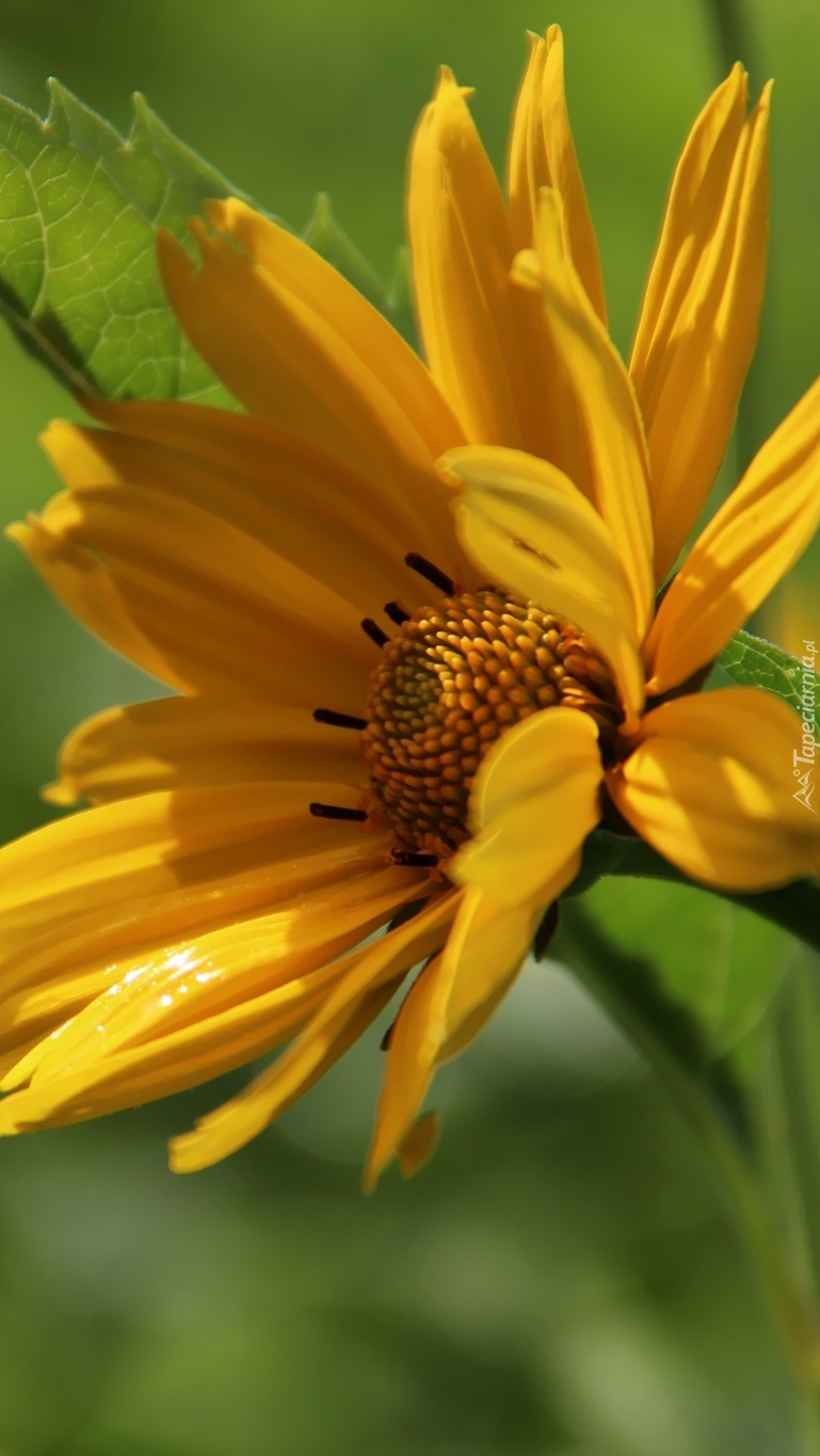 Żółty kwiat z bliska
