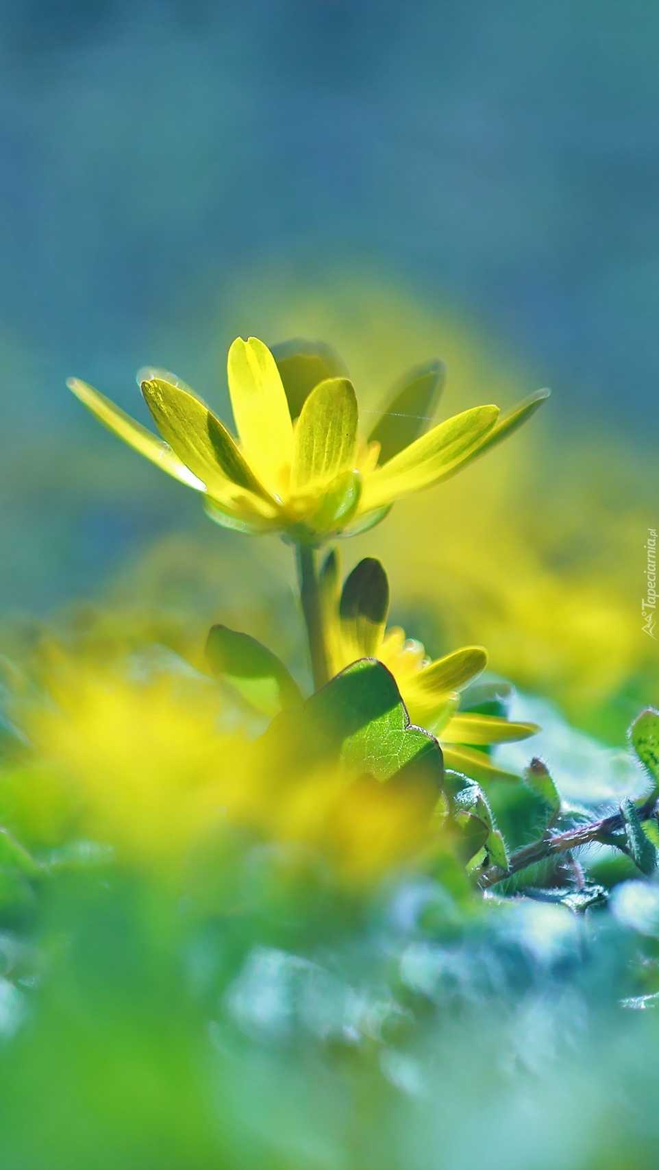 Żółty kwiat ziarnopłonu wiosennego