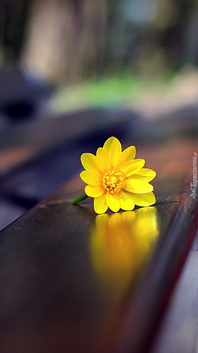 Żółty kwiatek na ławce