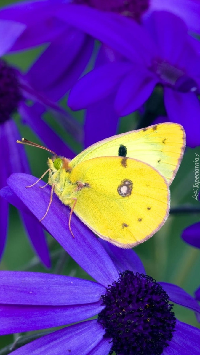 Żółty motyl na fioletowym kwiatku