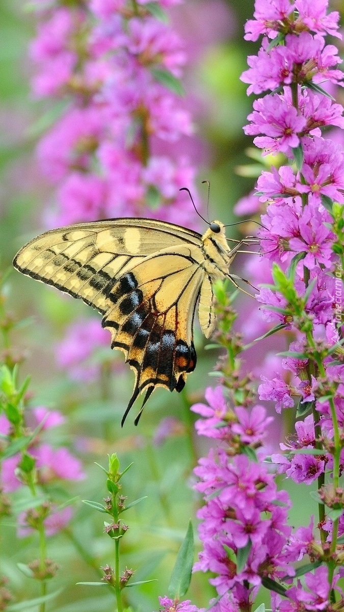 Żółty motyl