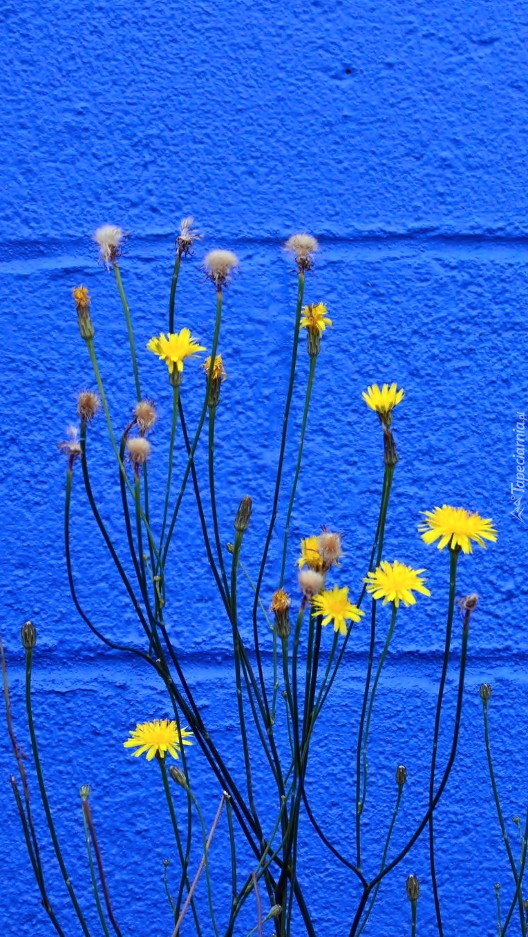 Żółty prosienicznik na tle niebieskiego muru