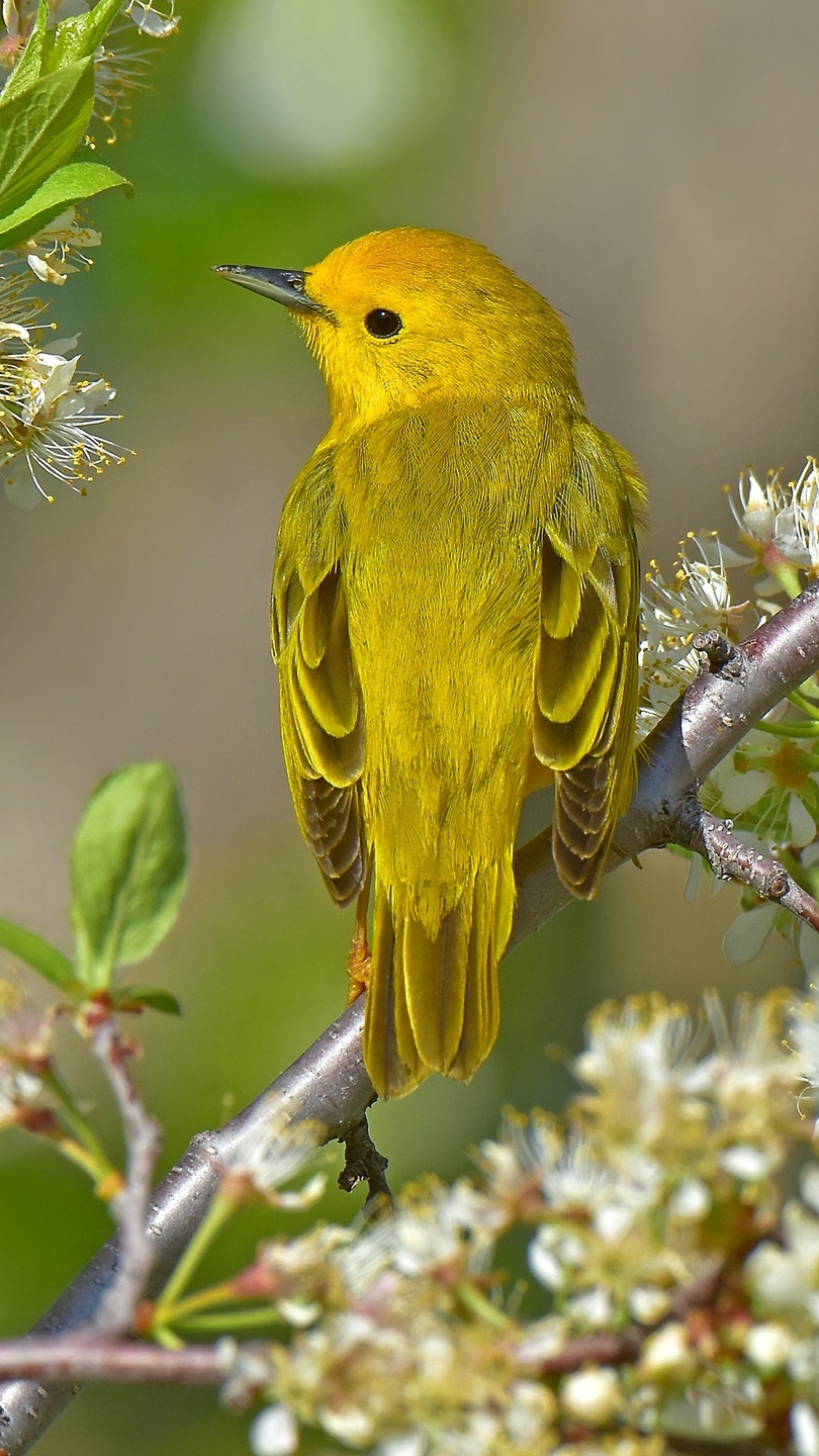 Żółty ptak na ukwieconej gałązce