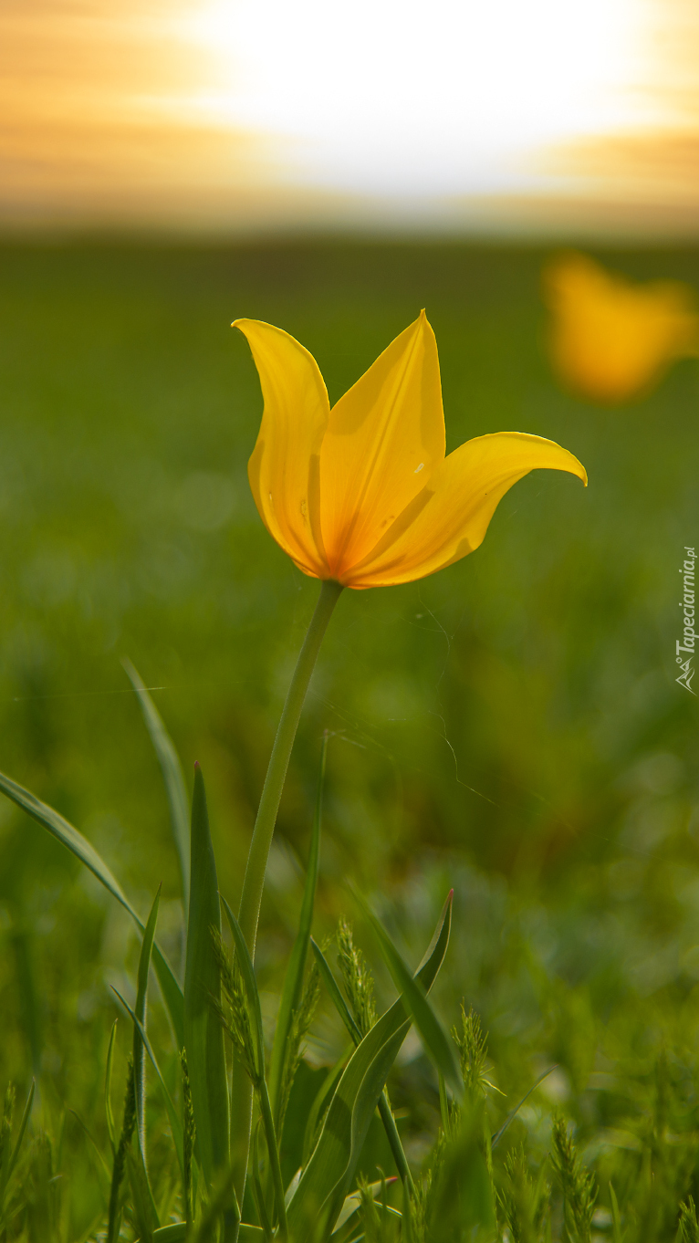 Żółty tulipan