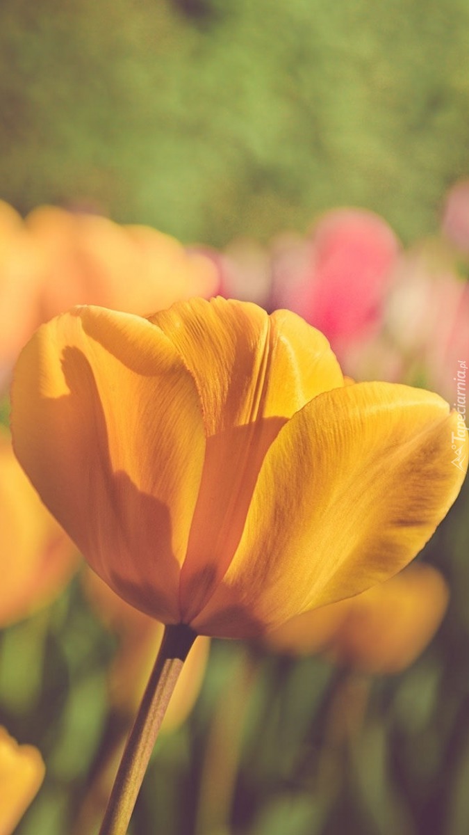 Żółty tulipan w promykach słońca